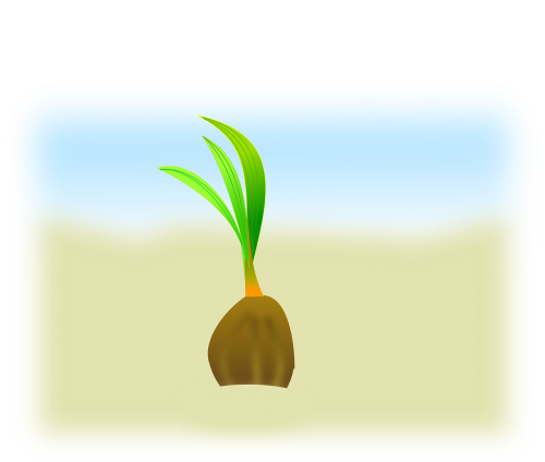 coconut sapling seedling
