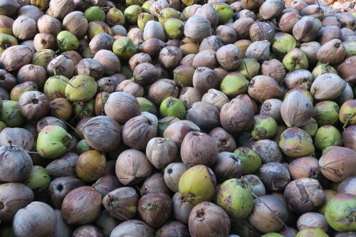 coconut exotic fruits