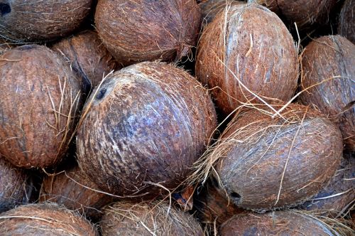coconut nuts market