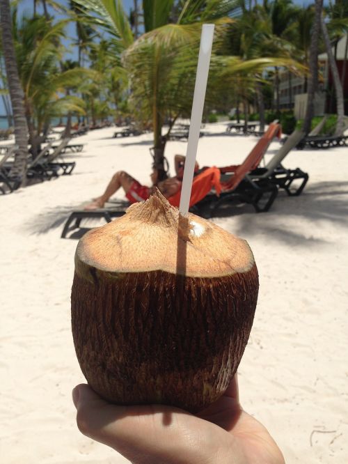 coconut palm trees beach
