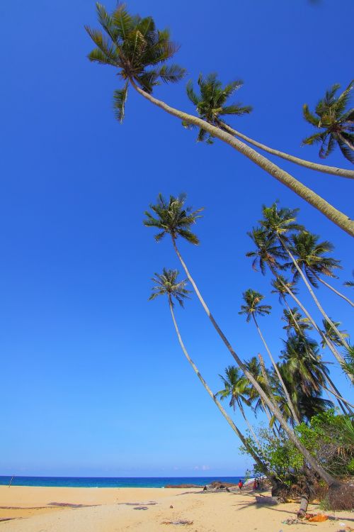 coconut seascapes nature