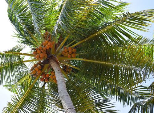 coconut coconut tree nature