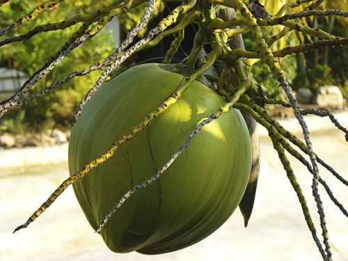 coconut coconut tree close