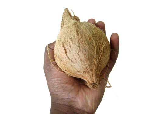 coconut fruit cocos nucifera