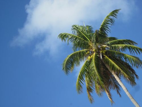 coconut caribbean sky