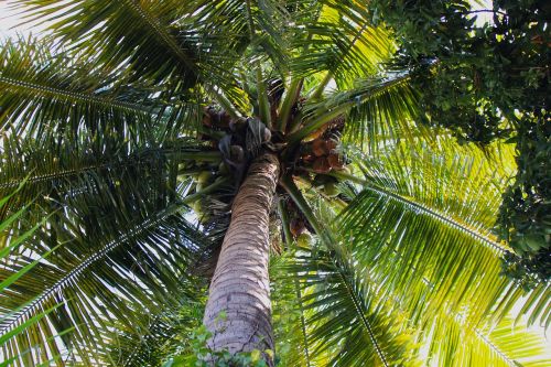 coconut palm tropical