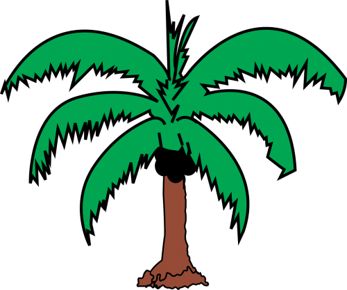 coconut palm plant