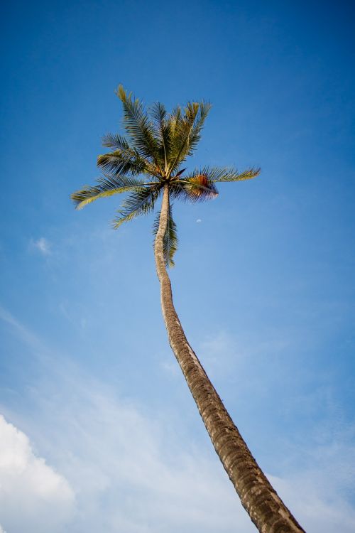 coconut tree sky