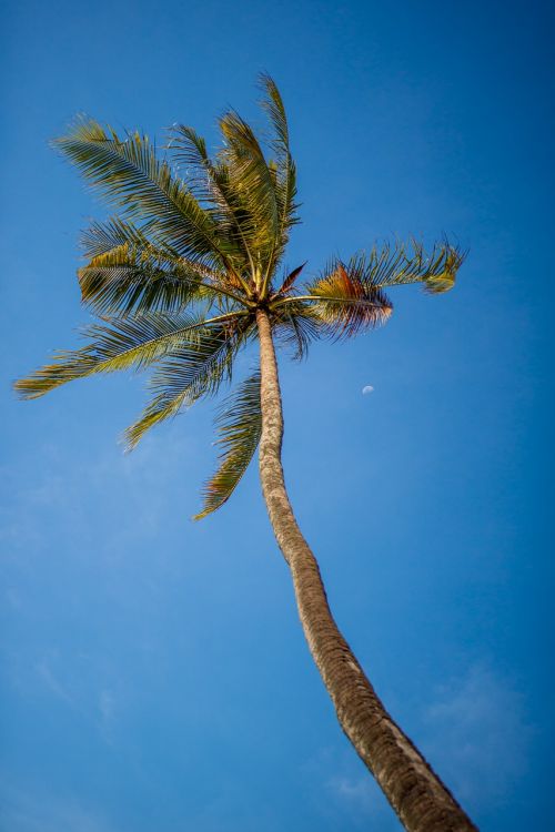 coconut tree sky