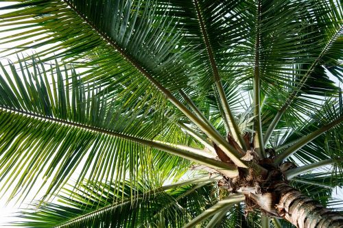 coconut tree green