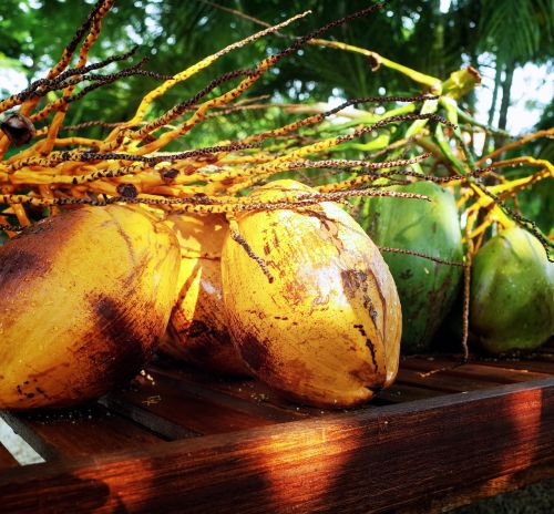 coconut tropical fruit food