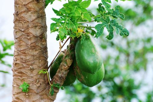 coconut nature coconut tree