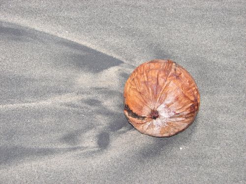 coconut beach sand