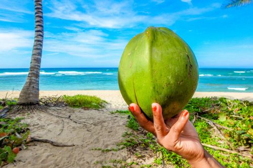 coconut beach summer