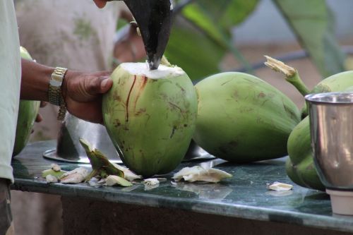 coconut green nature