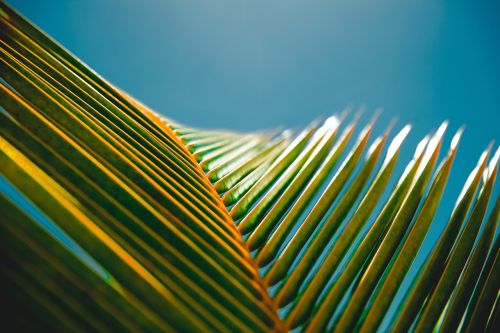 coconut tree leaf
