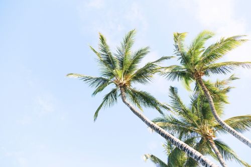 coconut tree plant