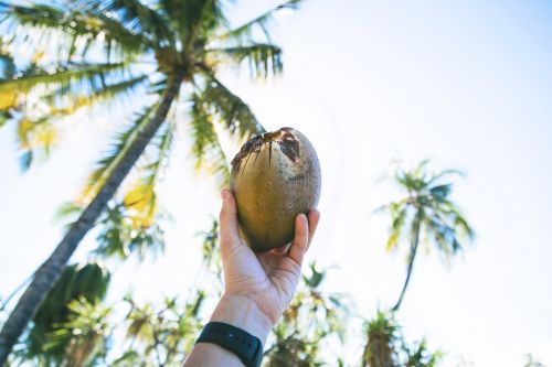 coconut fruit tree