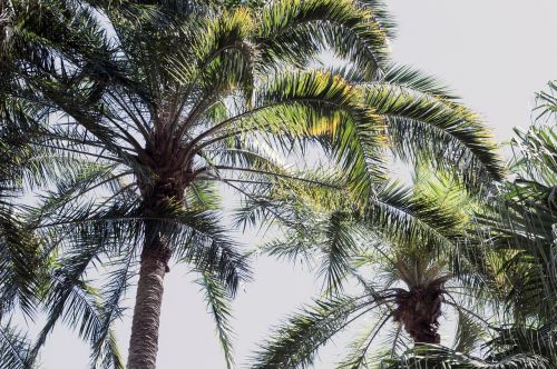 coconut tree plant