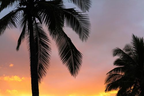 coconut tree sky