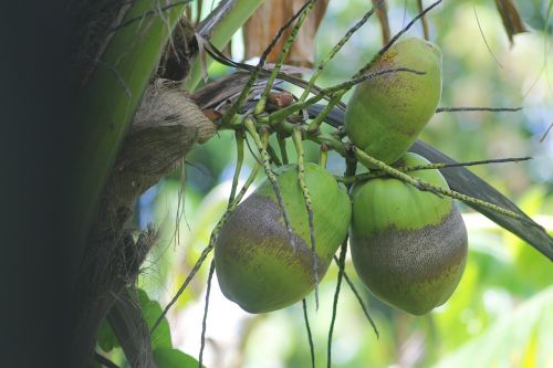 coconut tree nature
