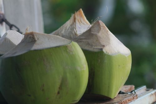 coconut tree nature
