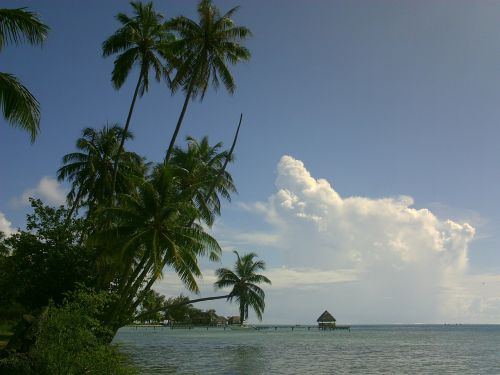 coconut lagoon polynesia