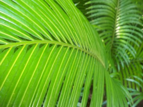 coconut green tropical