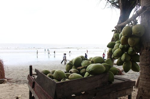 coconut  nature  seashore