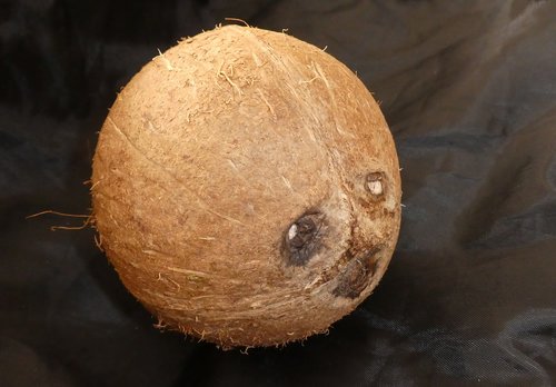 coconut  face  art