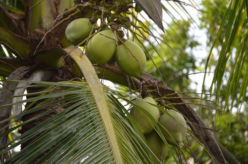 coconut  trees  of comilla bangladesh