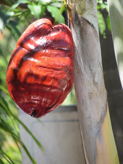 coconut  colombia  nature