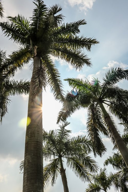 coconut  palm trees  nature
