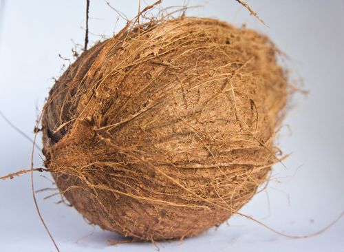 coconut dried food