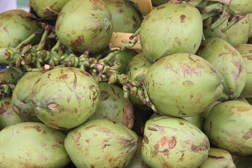 coconut  green  fruit