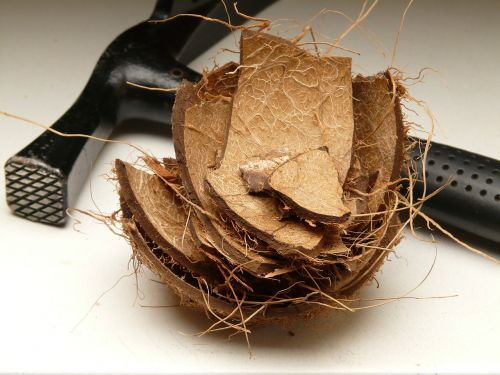 coconut shell coconut shell