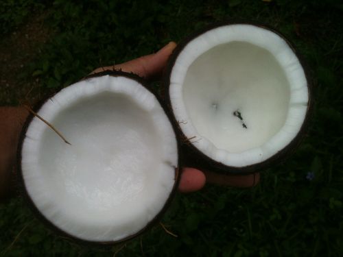 coconut oil white
