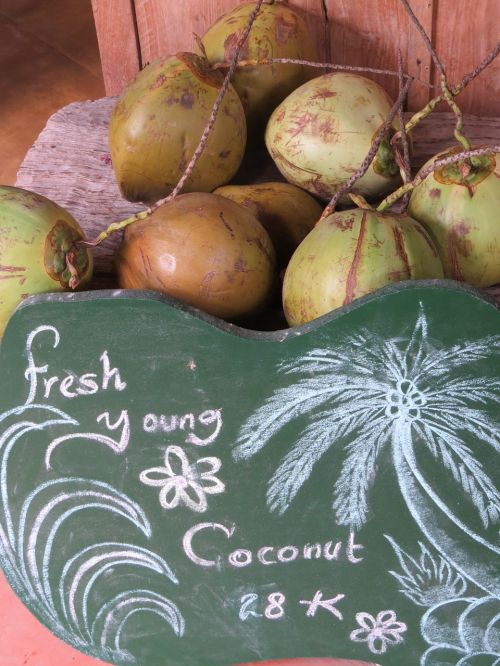 coconut bali tropical