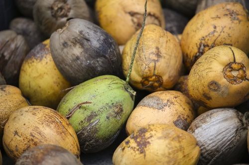 coconut raw food