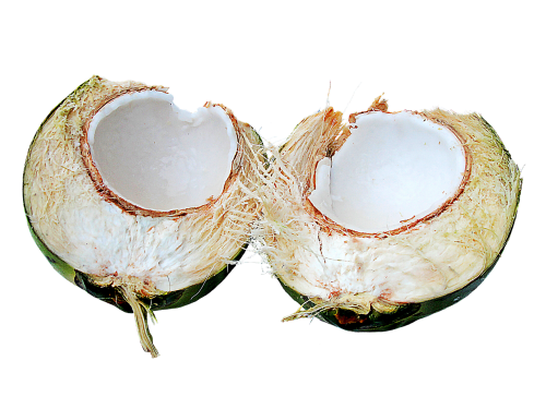 coconut fruit tropical