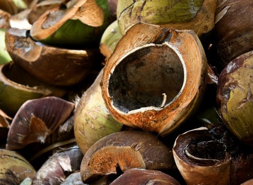 coconut coconut skořábky coconuts