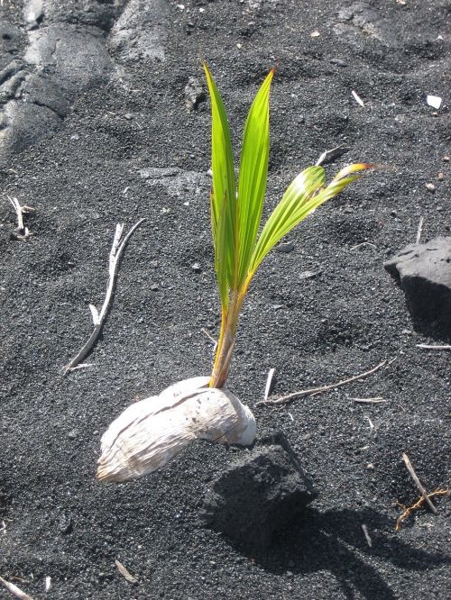 germinating plant black sand