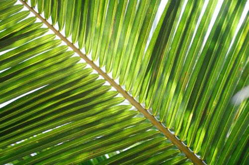 coconut leaf palm tropical