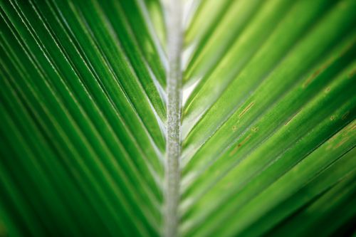 coconut leaf palm tropical