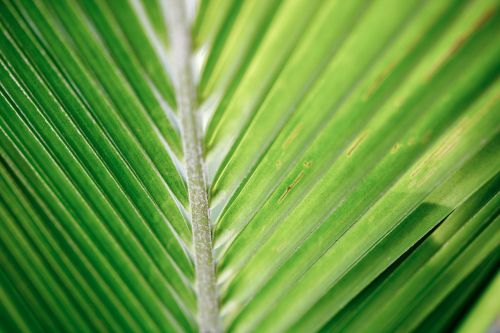 coconut leaf palm tropical