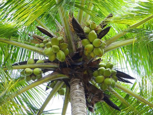 coconut palm dharwad india