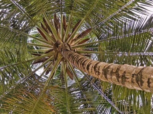 coconut palm coconut tree