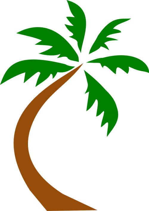 coconut palm tree curved