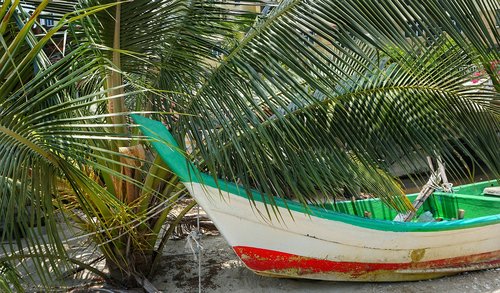 coconut palm  shade  boat