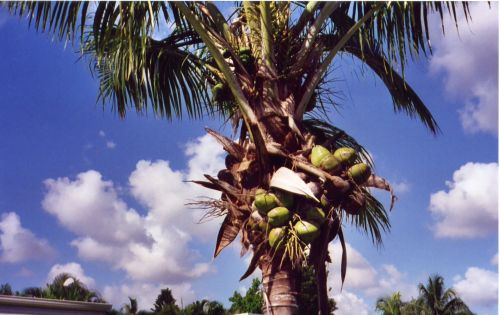 Coconut Palm Tree